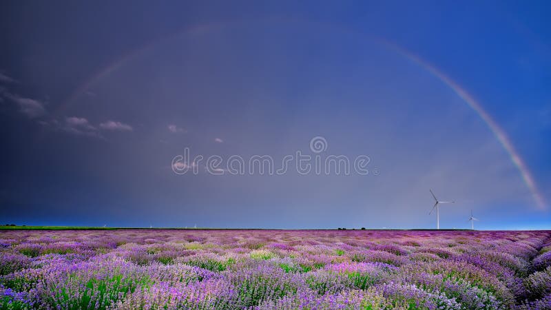 A alfazema floresce na primavera com arco-íris e os moinhos eolian imagem de stock A alfazema floresce na primavera com arco-íris e os moinhos eolian imagem de stock