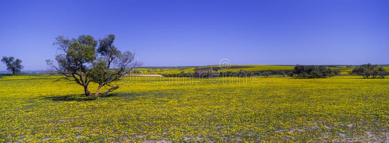 Alfombra de wildflowers amarillos en Australia occidental