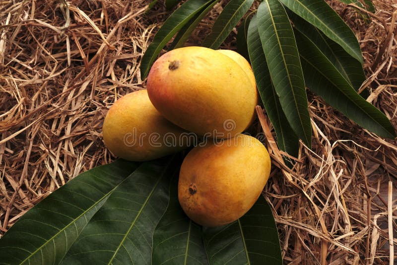 Alfonso mango royalty free stock image