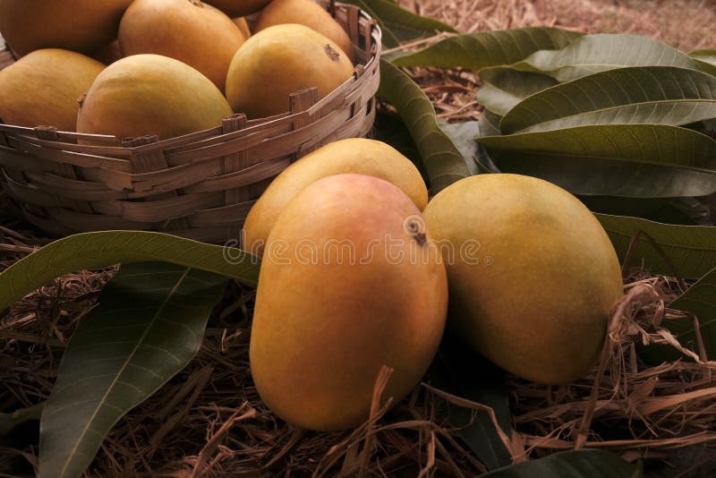 Alfonso mango stock photography