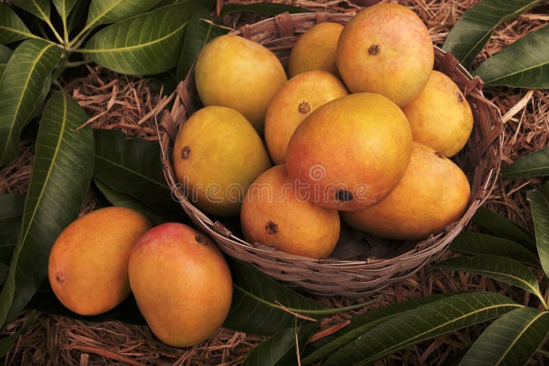 Alfonso mango royalty free stock photo