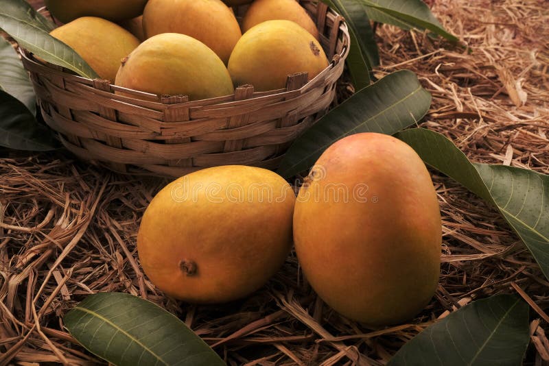 Fructe de mango Alphonso indian în iarbă, prim-plan royalty free stock photography