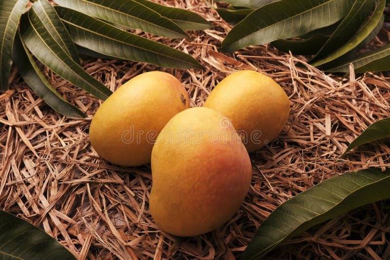Alfonso mango stock image