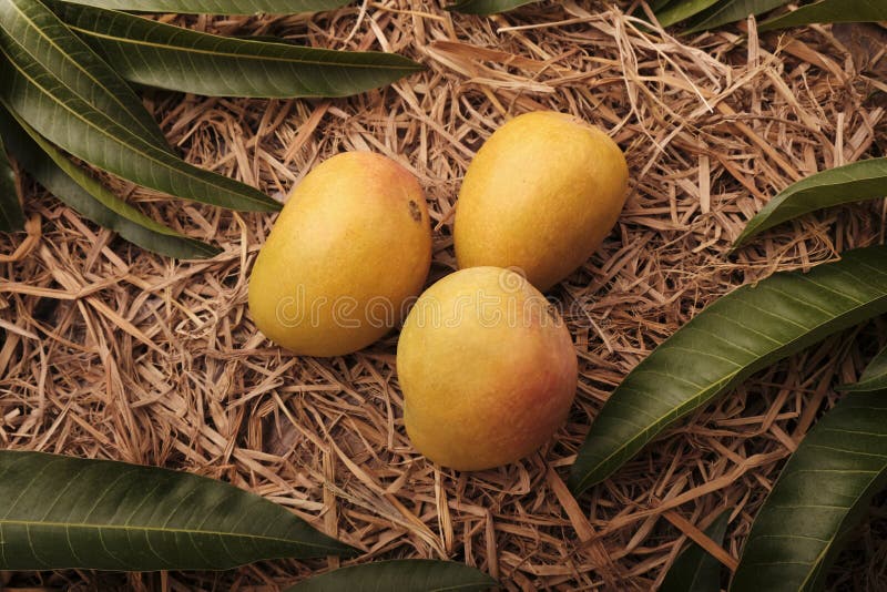Alfonso mango stock photo