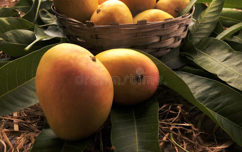 Alfonso mango royalty free stock image
