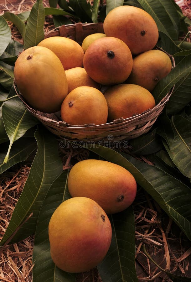 Alfonso mango royalty free stock photography