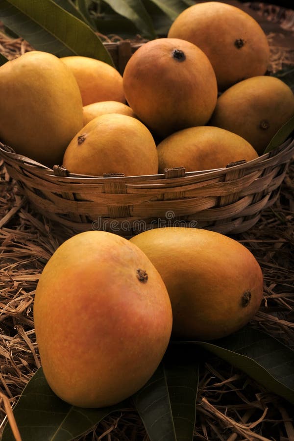 Alfonso mango stock image