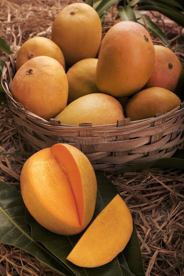Alfonso mango royalty free stock images