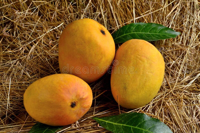 Alfonso mango stock image