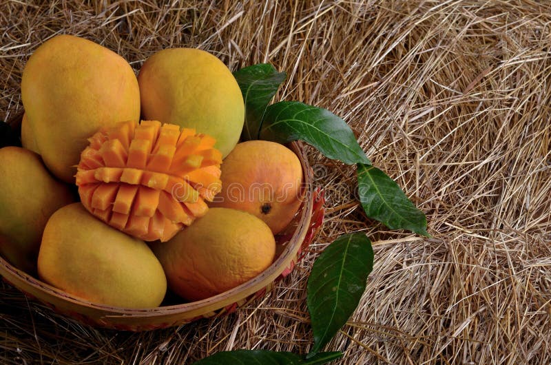 Alfonso mango royalty free stock image