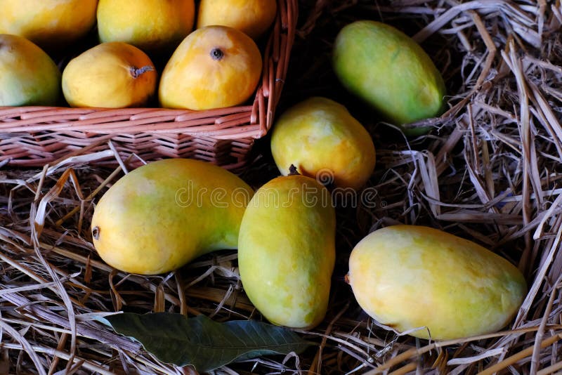 Alfonso mango stock photography