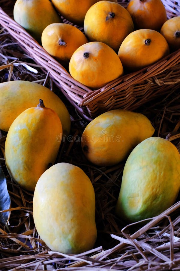 Alfonso mango royalty free stock image