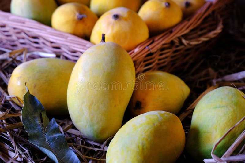 Alfonso mango stock photos
