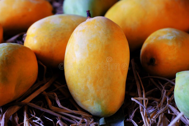 Alfonso mango royalty free stock photos