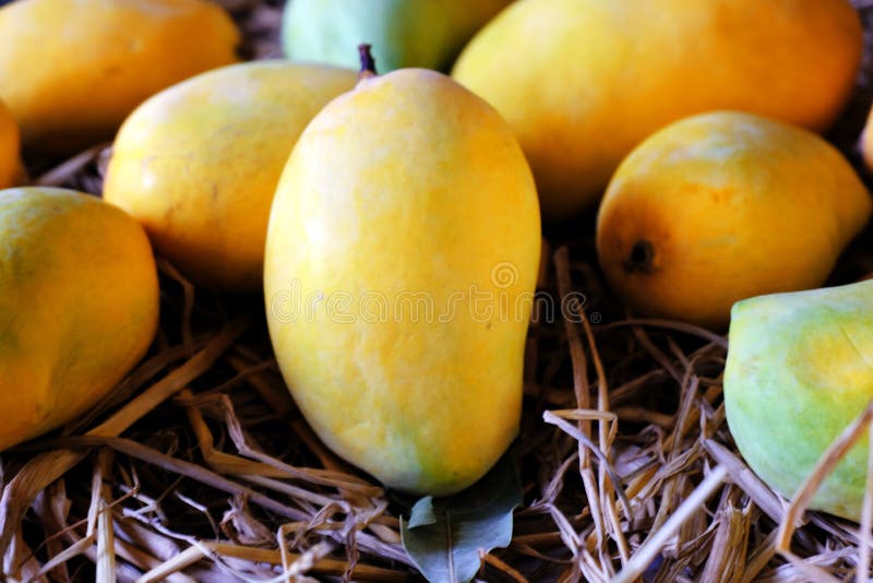 Alfonso mango stock photos