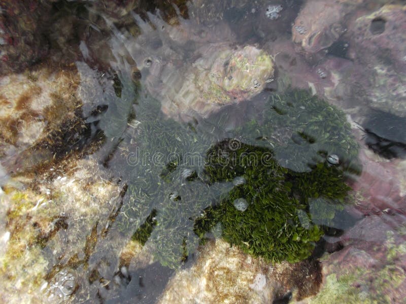 Alga Algae L. 1751 on the Island Turtle Venezuelan Coastal Zone Stock ...