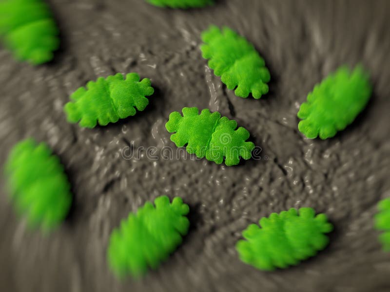 Alga de Desmid, oblongum de Euastrum ilustração royalty free Alga de Desmid, oblongum de Euastrum ilustração royalty free