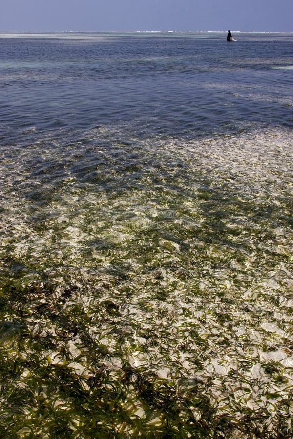 beach seaweed and w omen in tanzania zanzibar. beach seaweed and w omen in tanzania zanzibar