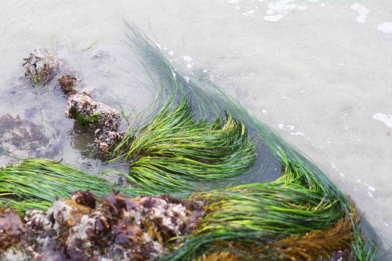 Alga nell'oceano Pacifico fotografia stock libera da diritti Alga nell'oceano Pacifico fotografia stock libera da diritti