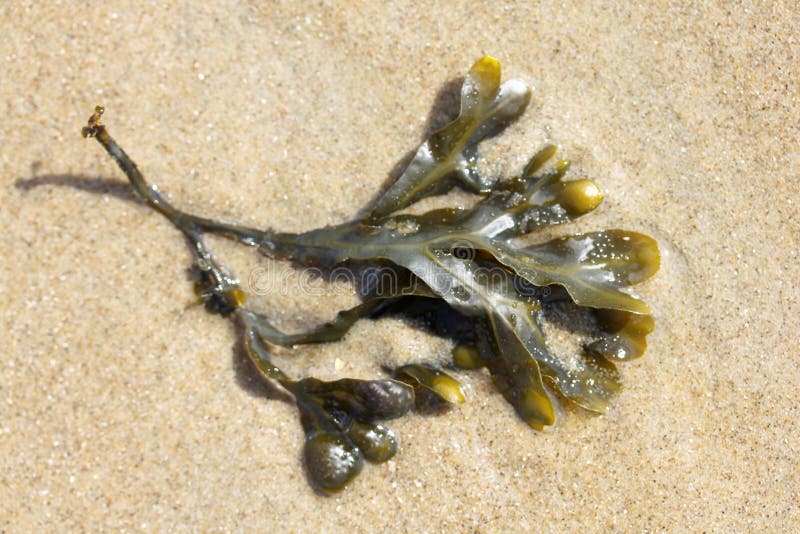 Alga vesicular negra (vesiculosus do fuco) imagem de stock Alga vesicular negra (vesiculosus do fuco) imagem de stock