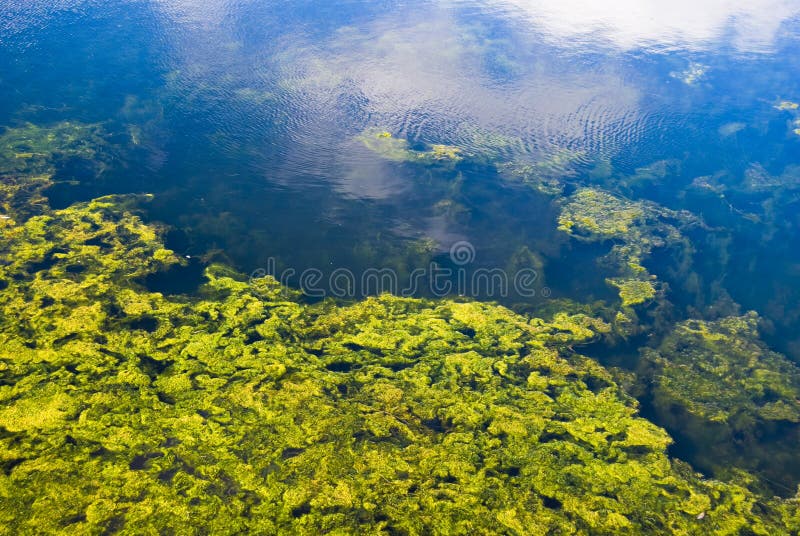 Algae in a lake in copenhagen