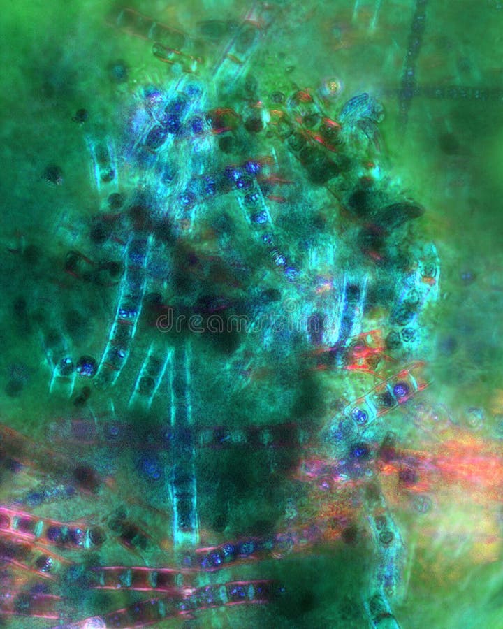 Algae Abstract from Niantic, Connecticut, Taken with a Polarizing