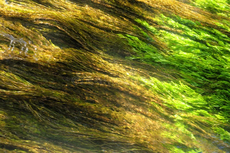 Algae