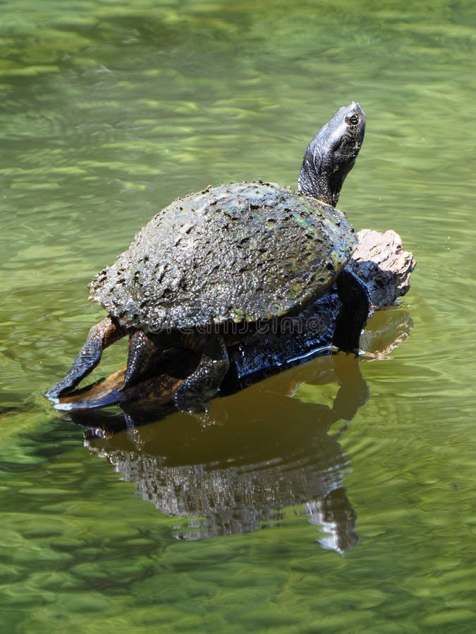 Algae Covered Shell of River Turtle Basking on Log