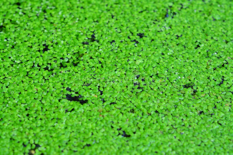 Algae, duckweed stock image. Image of weed, pattern 124087631