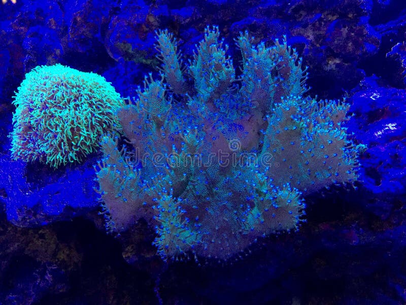 Algae and Fish in Aquarium in Darkness. Neon Light Stock Image Image