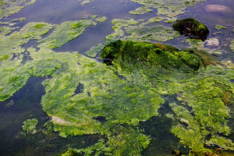Alghe verdi galleggianti sulla superficie di un lago o stagno di acqua.