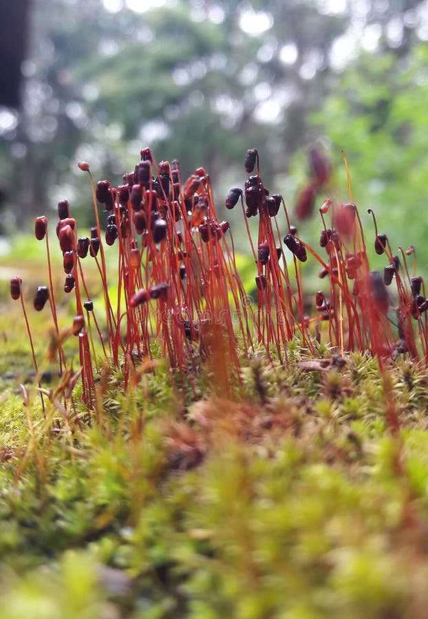 Algae Flower Smallest Plant Stock Photo Image of ecology, grow 133795862