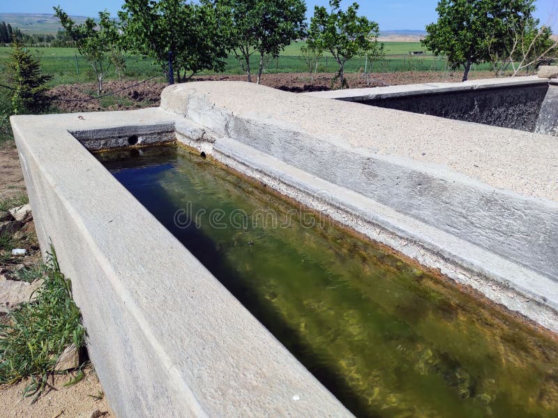 Algae Formed in the Water, Green Algae Formed in the Fountain Pool