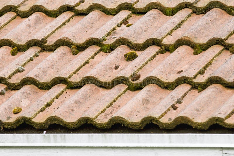 Algae and Moss Grow on a Clay Tiled Roof Stock Photo Image of clay