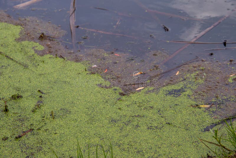 Algae and Plant Matter Float on the Edge of a Pond Stock Photo Image