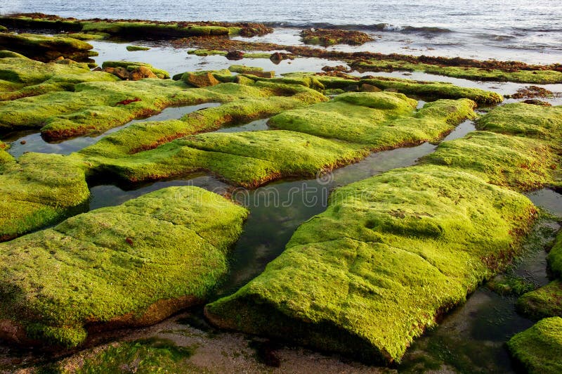 Algae in a sea side.