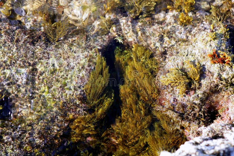 Algae from Mediterranean, Green Seaweed Stock Photo - Image of ...