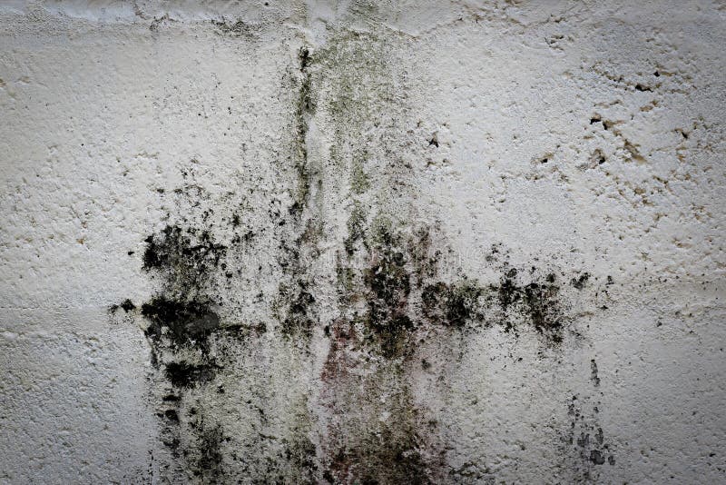 Algae And Mold On A Damaged Concrete Wall. Stock Image Image of grungy, building 58130831