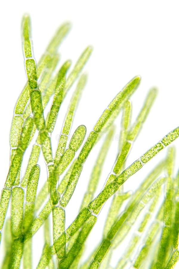 Algae Under Microscopic View Stock Photo Image of plant, chlophyll 13554472