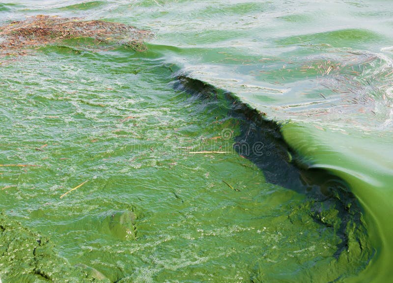 Algal bloom