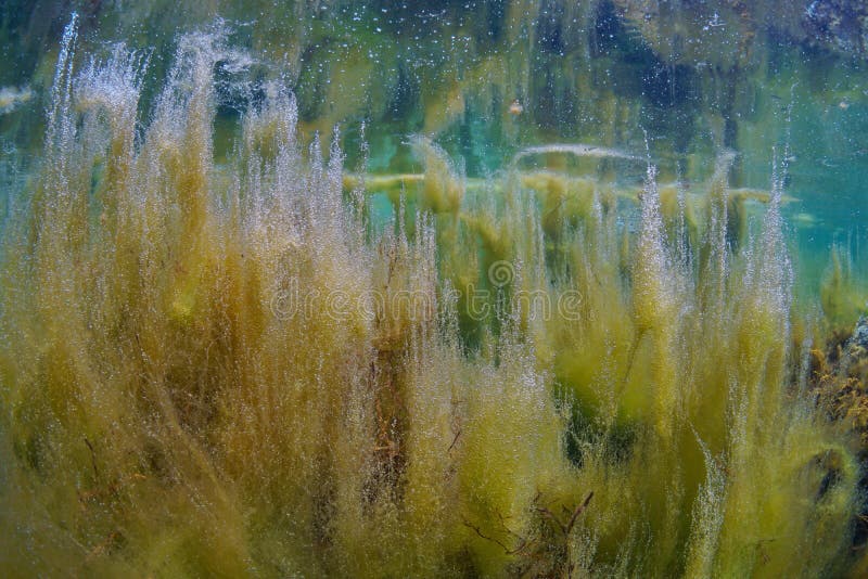 Algal Bloom in the Ocean Filamentous Algae Underwater Stock Photo ...