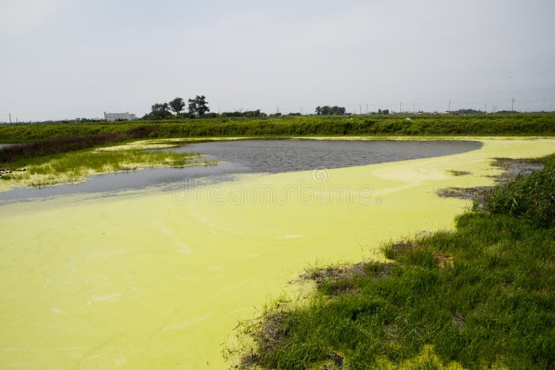 Algal bloom