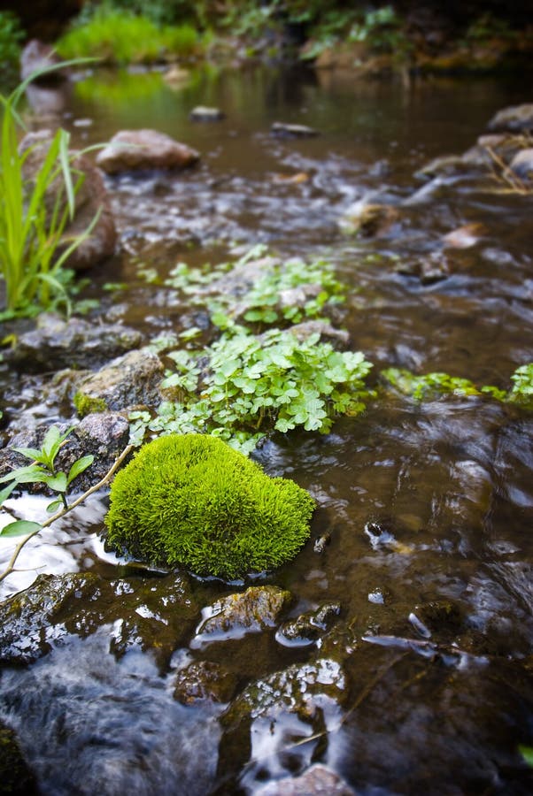 Algas mosquitas crescendo do leito do riacho muito raso