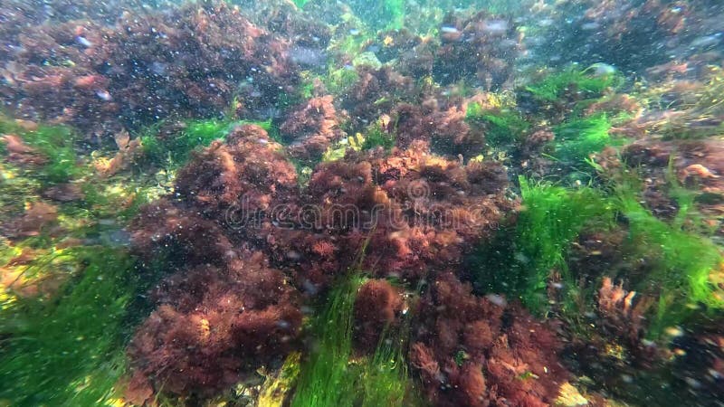 Algas rojas y verdes crecen en las rocas cerca de la orilla del Mar Negro Odessa metrajes