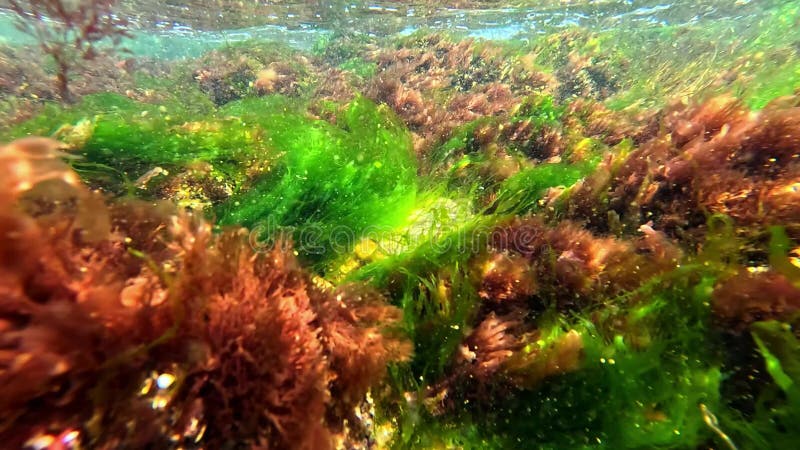 Algas rojas y verdes crecen en las rocas cerca de la orilla del Mar Negro Odessa almacen de video