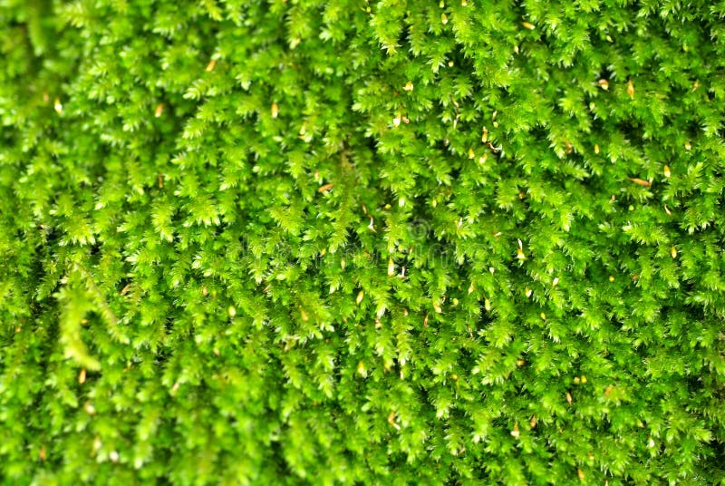 Bright green algae in the drain. Bright green algae in the drain