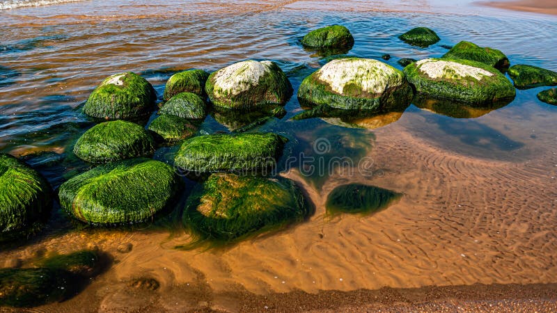 Algas Marinhas Verdes Cobertas De Pedra Na água Do Mar Belas Musas