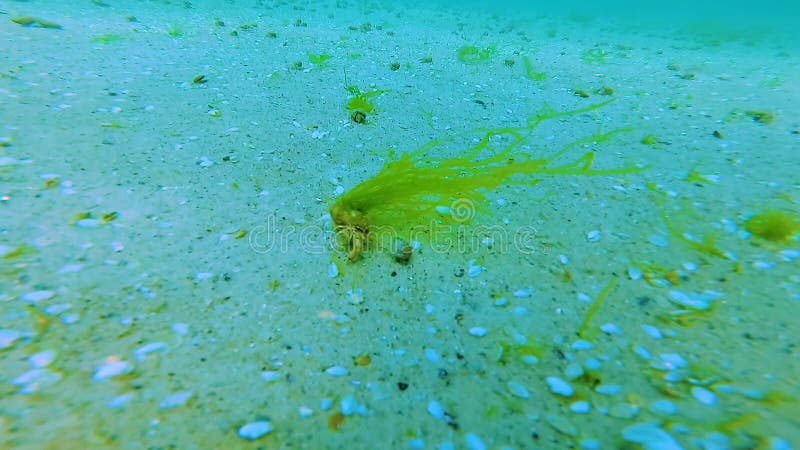 Algas verdosas enteromorfa crecen en un mar negro de cangrejo ermitaño almacen de metraje de vídeo
