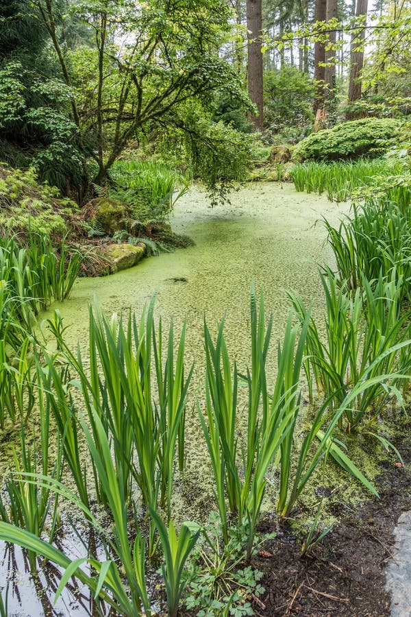 Teichalgen stockbild. Bild von schlamm, teich, algen 22453437