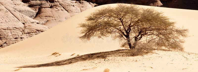 Algeria Sahara desert landscape